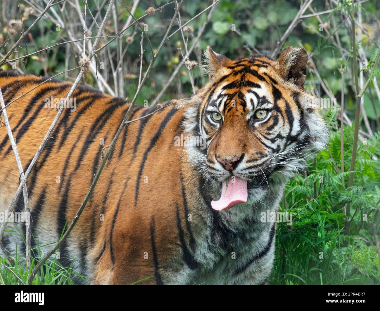 Sumatra-Tiger Panthera tigris sondaica Stockfoto