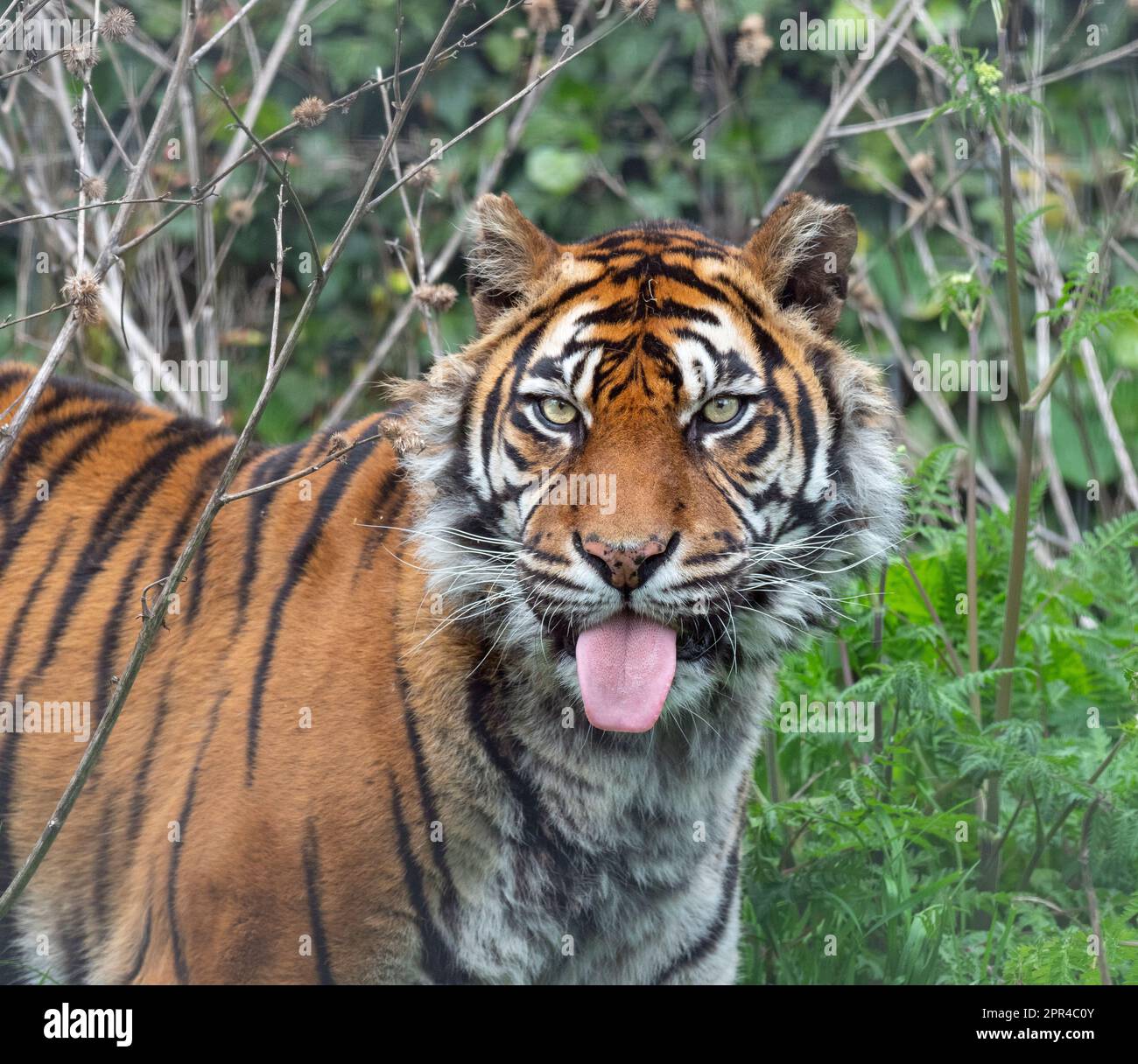 Sumatra-Tiger Panthera tigris sondaica Stockfoto