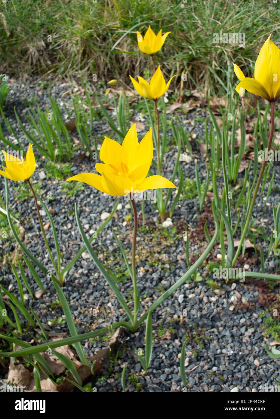 Gelbe Blüten von Tulipa sylvestris Stockfoto