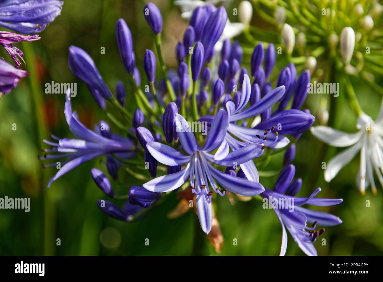 Nahaufnahme einer lila Blume auf der Insel Flores, Azoren, Portugal Stockfoto