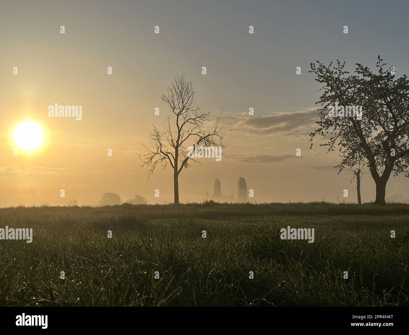 Früher Sonnenaufgang auf einem Feld Stockfoto