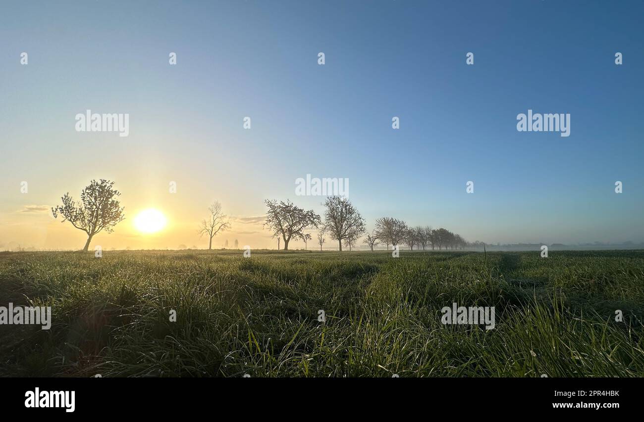 Früher Sonnenaufgang auf einem Feld Stockfoto