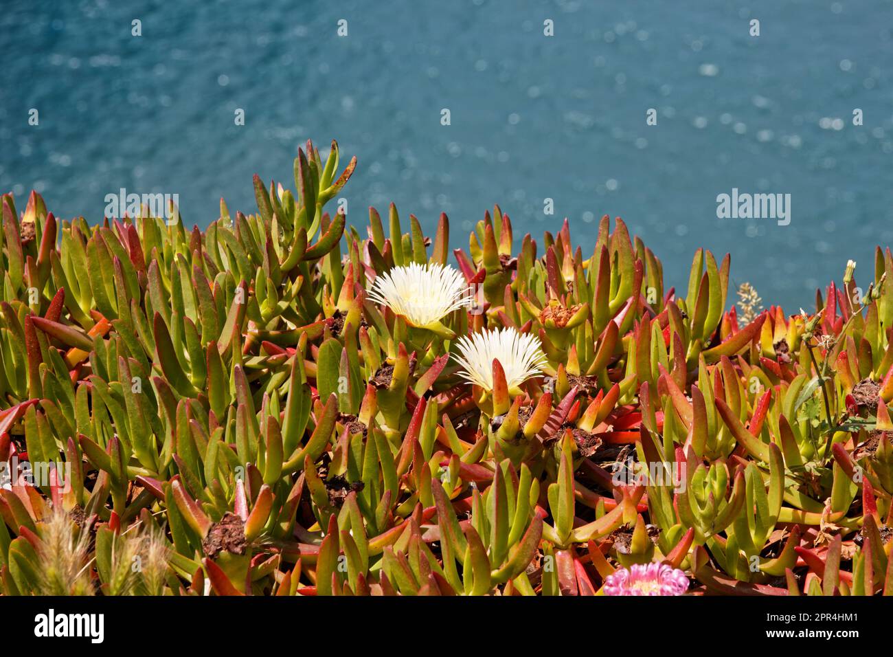 Eine Nahaufnahme der Blumen auf den Klippen von Capelinhos, dem westlichsten Teil der Insel Faial, Azoren, Portugal Stockfoto