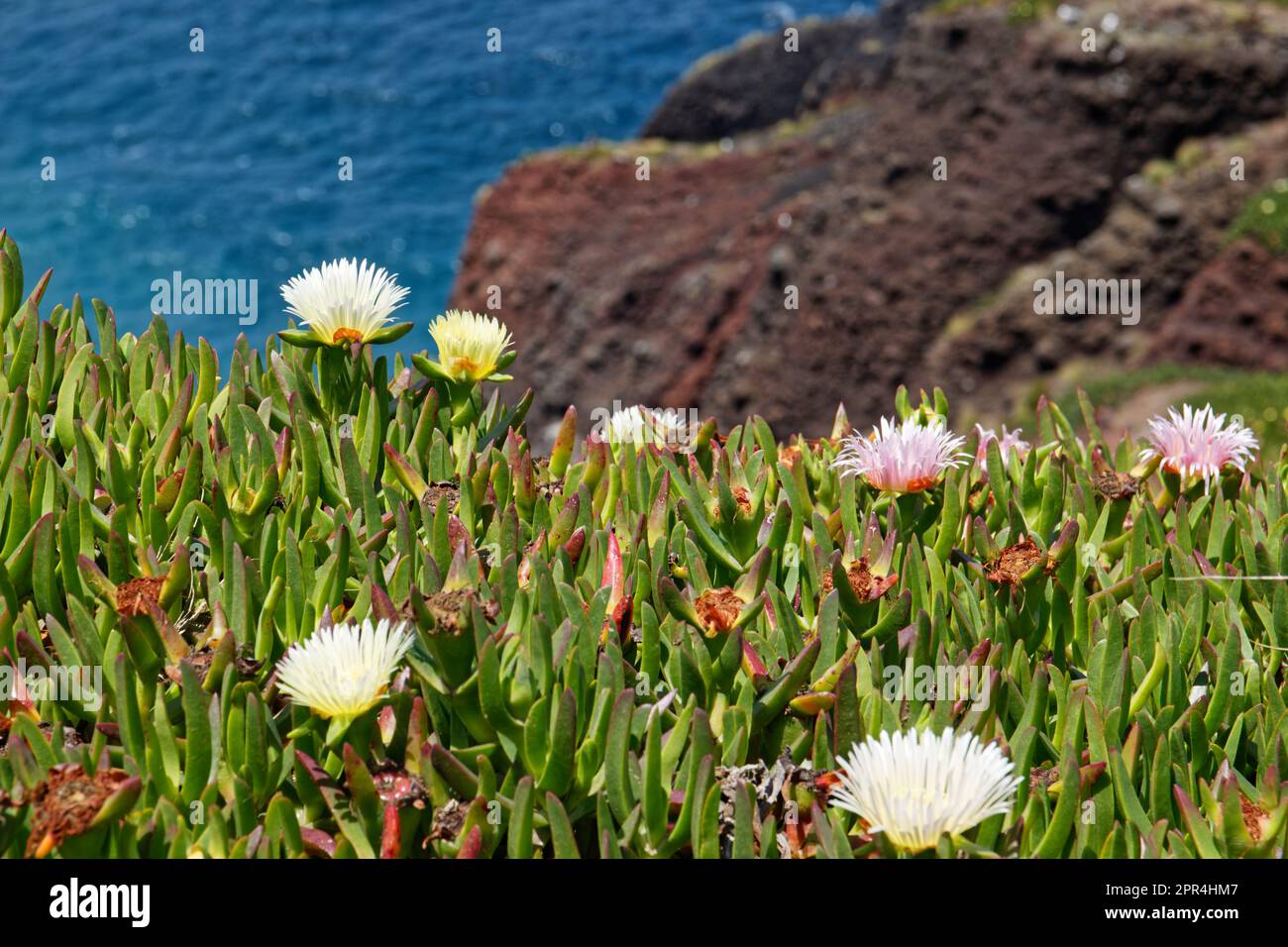 Eine Nahaufnahme der Blumen auf den Klippen von Capelinhos, dem westlichsten Teil der Insel Faial, Azoren, Portugal Stockfoto