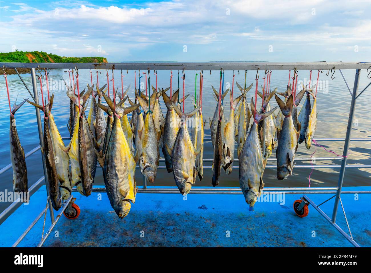 Frisch gefangener Fisch trocknete in der Sonne aus. Fischerdorf, Sandakan, Borneo, Malaysia. Stockfoto