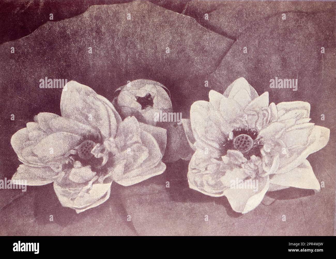 Lotusblumen, die auf dem Roten See in Dohnovar wachsen. Halbtongravierung auf einem Foto von Mr. Penn aus Ootacamund (jetzt bekannt als OOTO), in der Region Tamil Nadu in Südindien, c1912. Das Bild bezieht sich auf das Kinderzimmer und das Gelände der Church of England Zenana Mission in Dohnavur, ebenfalls in Tamil Nadu und etwa 30 Meilen von der Südspitze Indiens entfernt. Das Gelände wurde von Amy Wilson-Carmichael betrieben und versuchte, das Christentum bei Babys und Kindern zu fördern (damals nur Mädchen, von denen viele Opfer der Tempelprostitution waren). Stockfoto