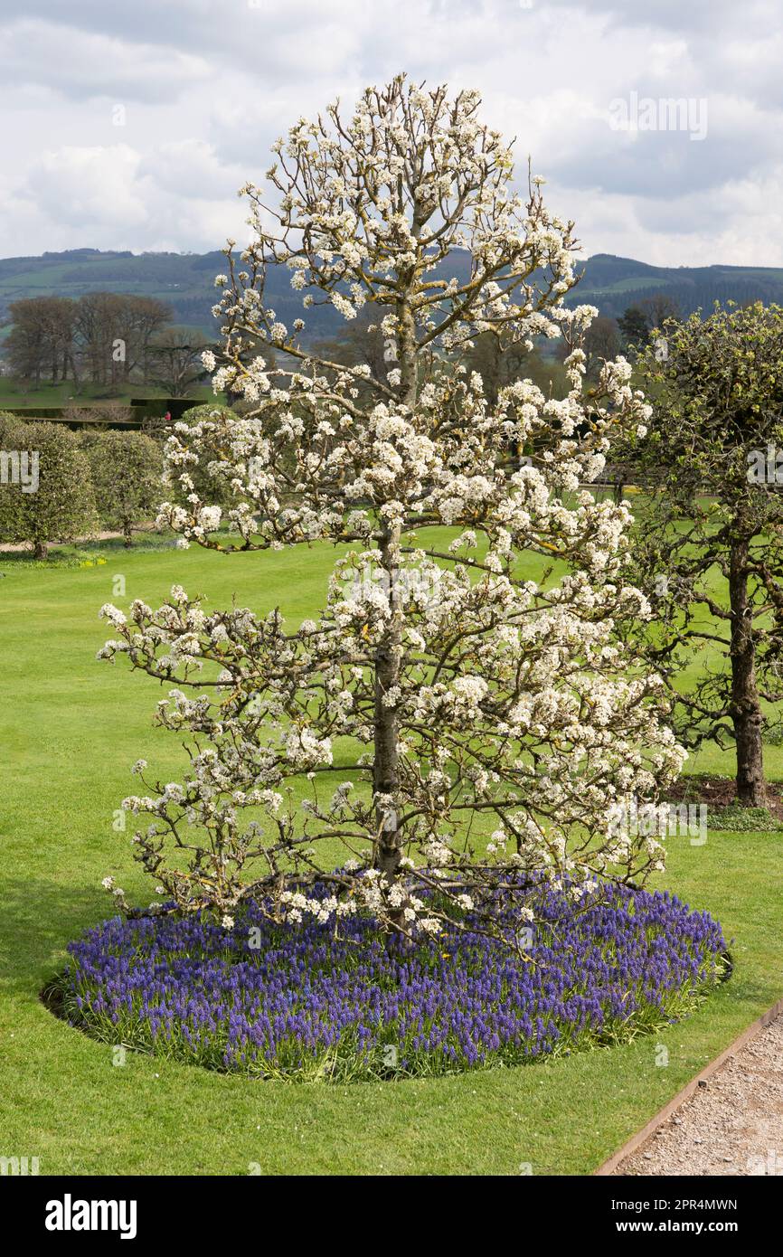 Blühende Apfelbäume mit weißen Blumen und blauen Hyazinthen im formellen Barockgarten von Powis Castle, Powys, Wales Stockfoto