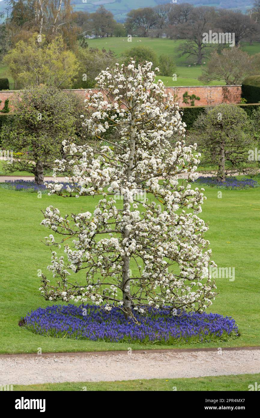Blühende Apfelbäume mit weißen Blumen und blauen Hyazinthen im formellen Barockgarten von Powis Castle, Powys, Wales Stockfoto
