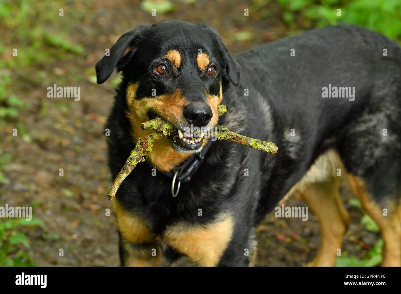 Labrador Rottweiler Cross, mit Stöcken, die er auf einem Spaziergang in Berwickshire, Schottland gefunden hatte Stockfoto