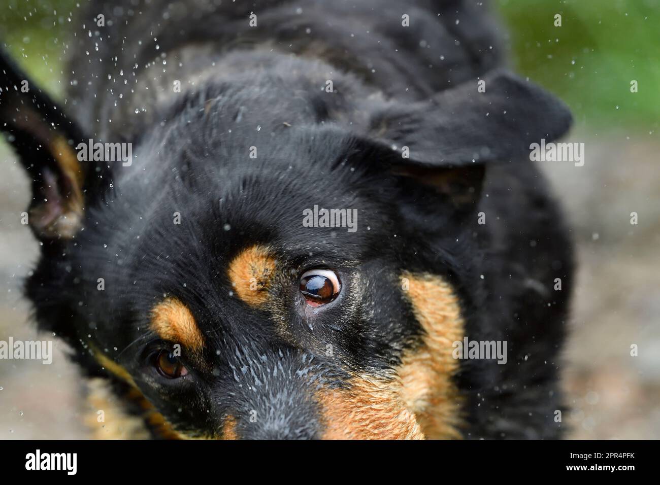 Labrador Rottweiler Cross, Nahaufnahme des Kopfes, während Wasser aus dem Mantel geschüttelt wird, nachdem Sie in River, Berwickshire, Schottland gespielt haben Stockfoto