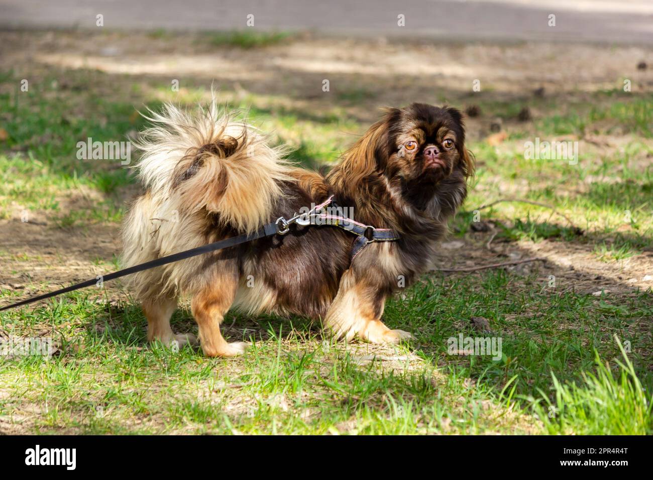 Fantastischer Blick direkt in das Gesicht eines pekingese Hundes im Gras sitzend. Stockfoto