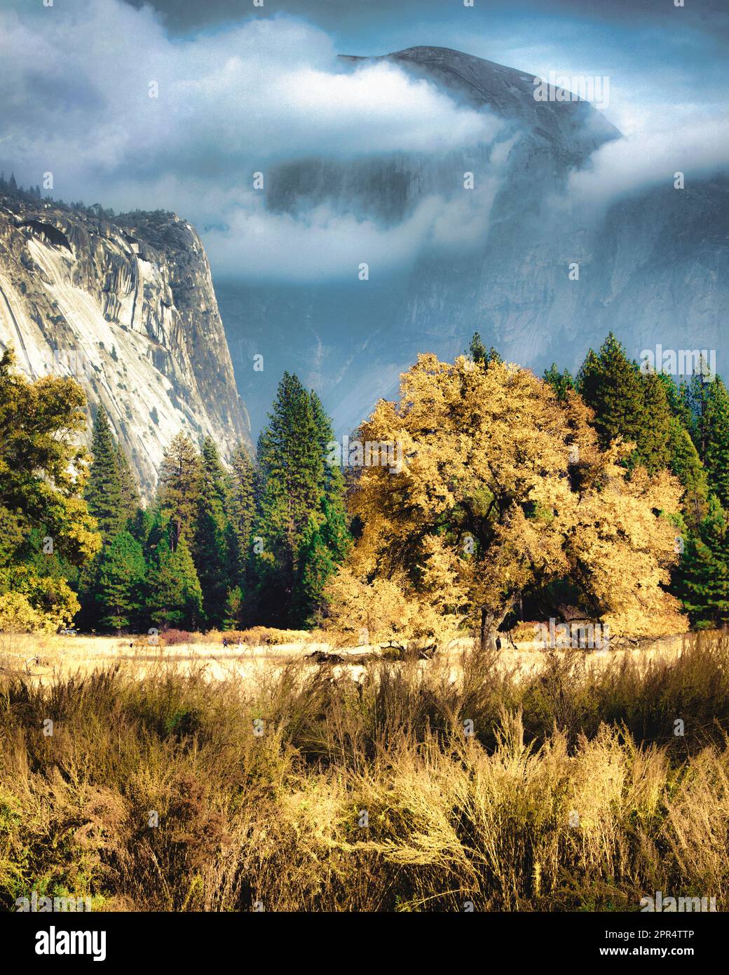 Eine kleine Wiese im Yosemite Valley bietet eine Möglichkeit, Half Dome zu sehen, während er sich von den Wolken löst. Yosemite-Nationalpark, Kalifornien. Stockfoto