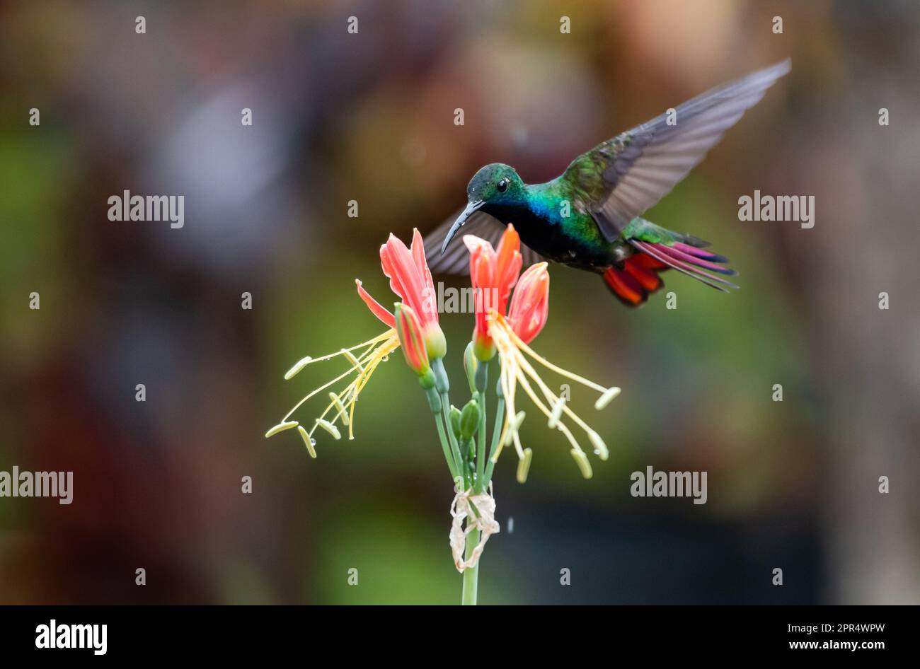 Schwarzer Kolibri aus Mango mit Regentropfen auf seinem Schnabel, der neben einer tropischen Lilie fliegt. Stockfoto