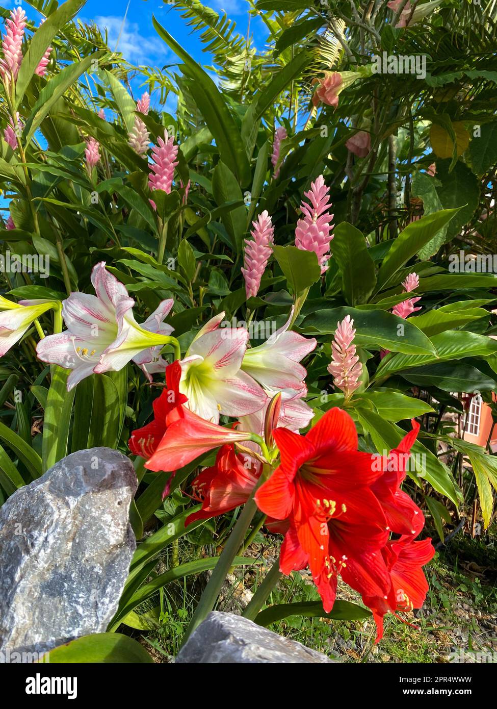 Wunderschöne tropische Blumen, rosa Ingwerlilien, rot-weiße Amaryllis und Engeltrompeten, die in einem tropischen Garten blühen. Stockfoto