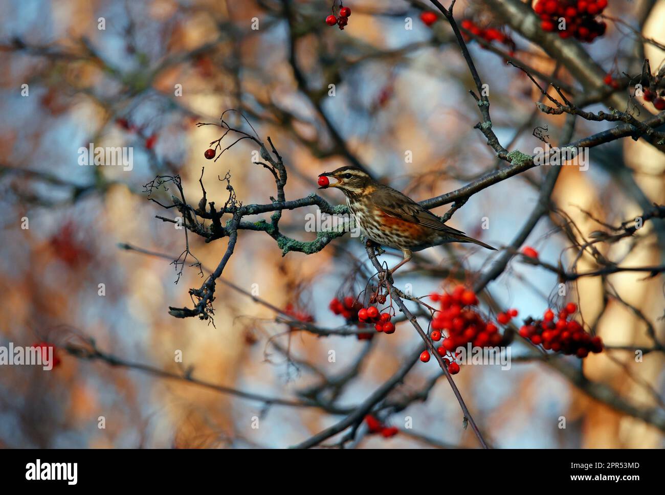 Die Redwings schmecken mit Winterbeeren Stockfoto