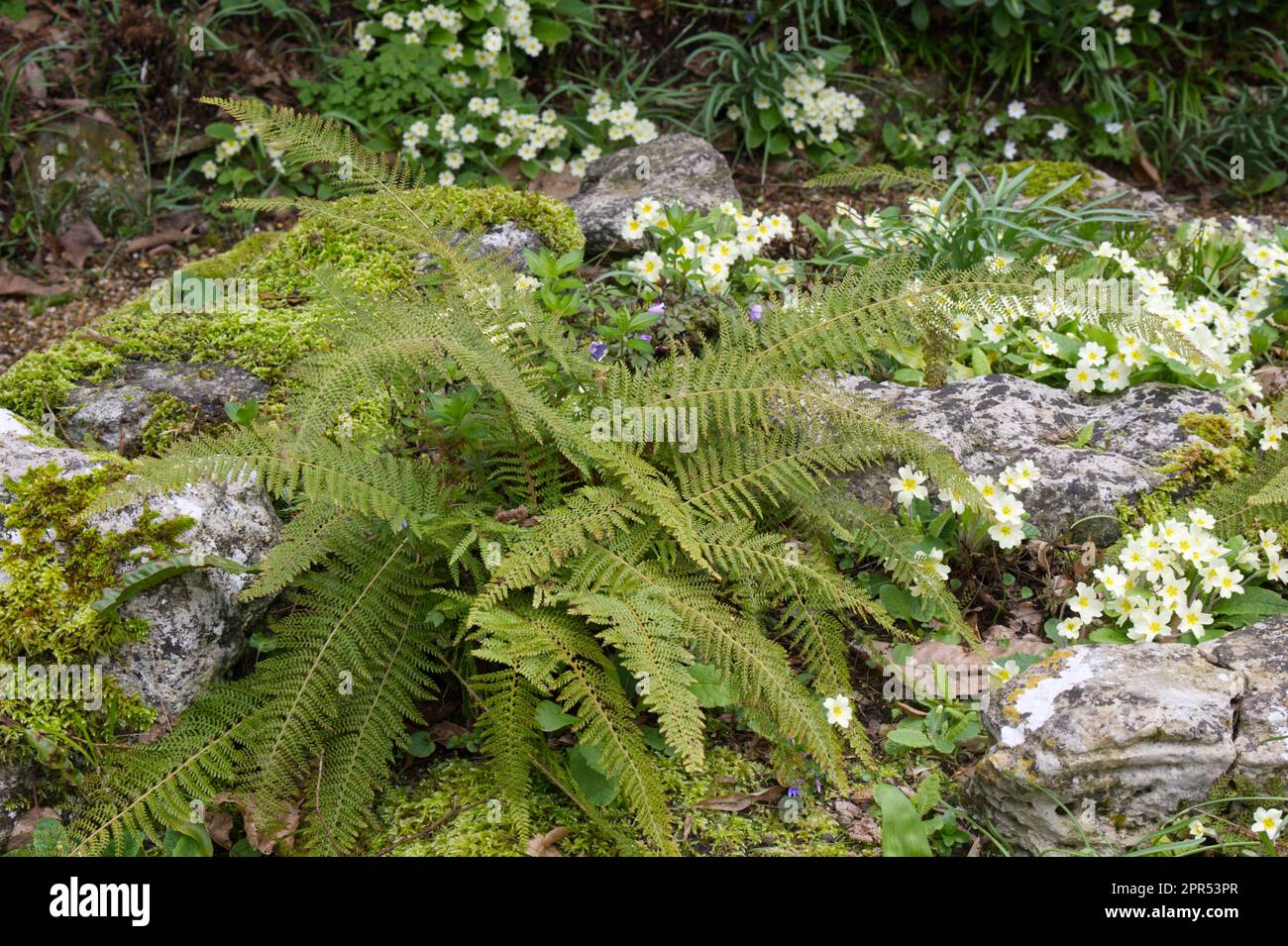 Frühlingsszene von wilden Primrosen, primula vulgaris und Soft Shield fern Polystichum setiferum (Divisilobum Group) im schattigen britischen Garten April Stockfoto