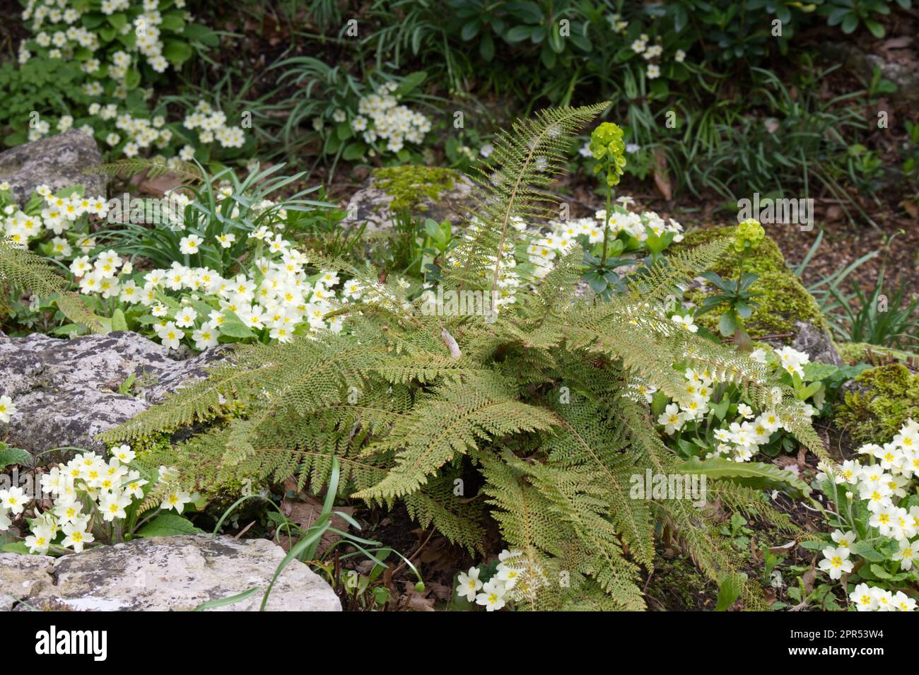 Frühlingsszene von wilden Primrosen, primula vulgaris und Soft Shield fern Polystichum setiferum (Divisilobum Group) im schattigen britischen Garten April Stockfoto