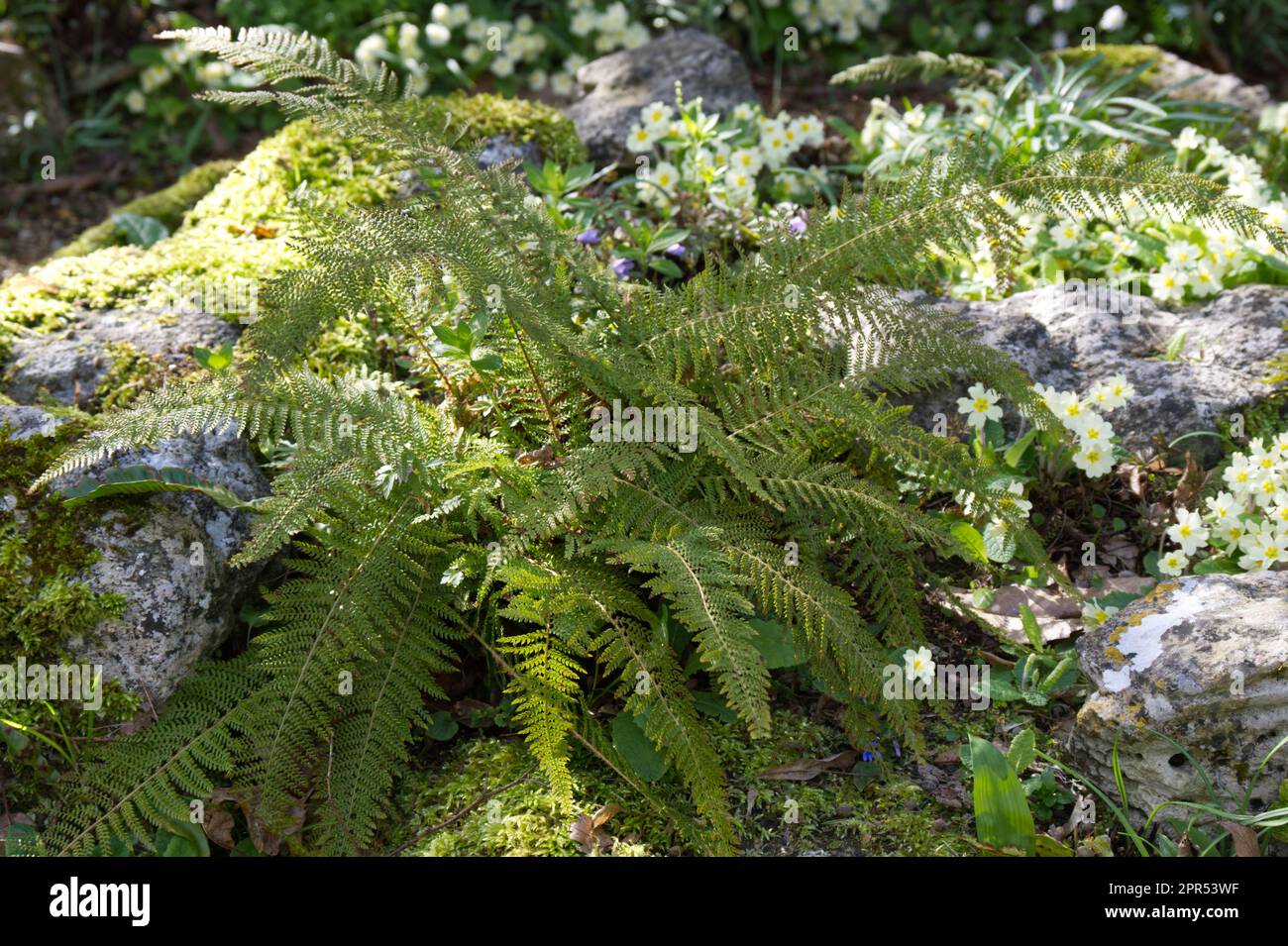 Frühlingsszene von wilden Primrosen, primula vulgaris und Soft Shield fern Polystichum setiferum (Divisilobum Group) im schattigen britischen Garten April Stockfoto