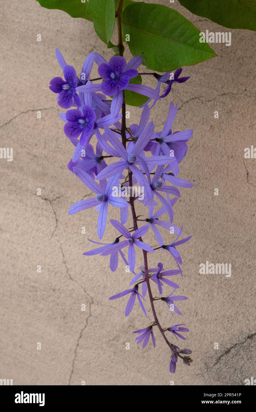 Petrea Blumen (Queen's Kranz, Sandpapier Vine, Purple Kranz) auf Zementwänden Hintergrund. Aktienfoto, Nahaufnahme. Stockfoto