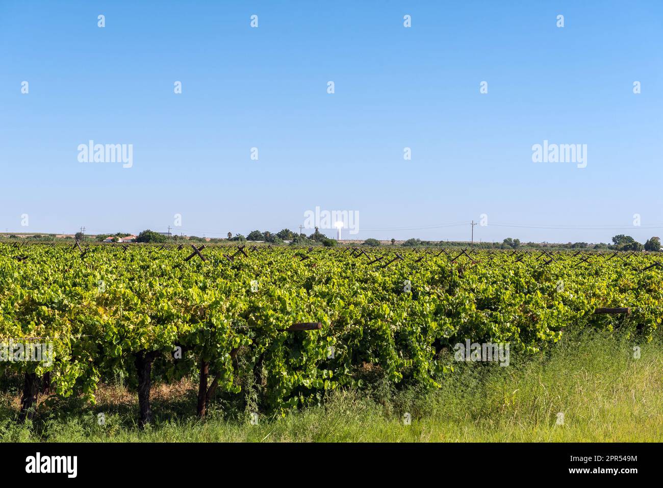 Das Solarkraftwerk Khi Solar One in der Nähe von Upington ist über die Weinberge von Kanoneiland zu sehen Stockfoto