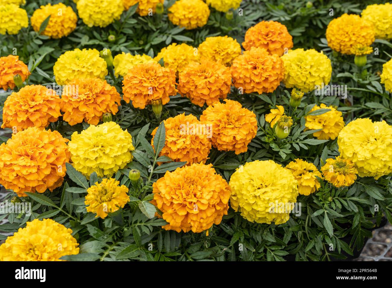 Wunderschöne orange-gelbe Ringelblumen zum Verkauf im Gewächshaus. Stockfoto