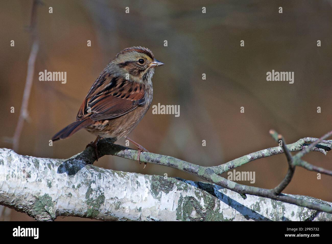 Sumpfsparrow während Herbstwanderung Stockfoto