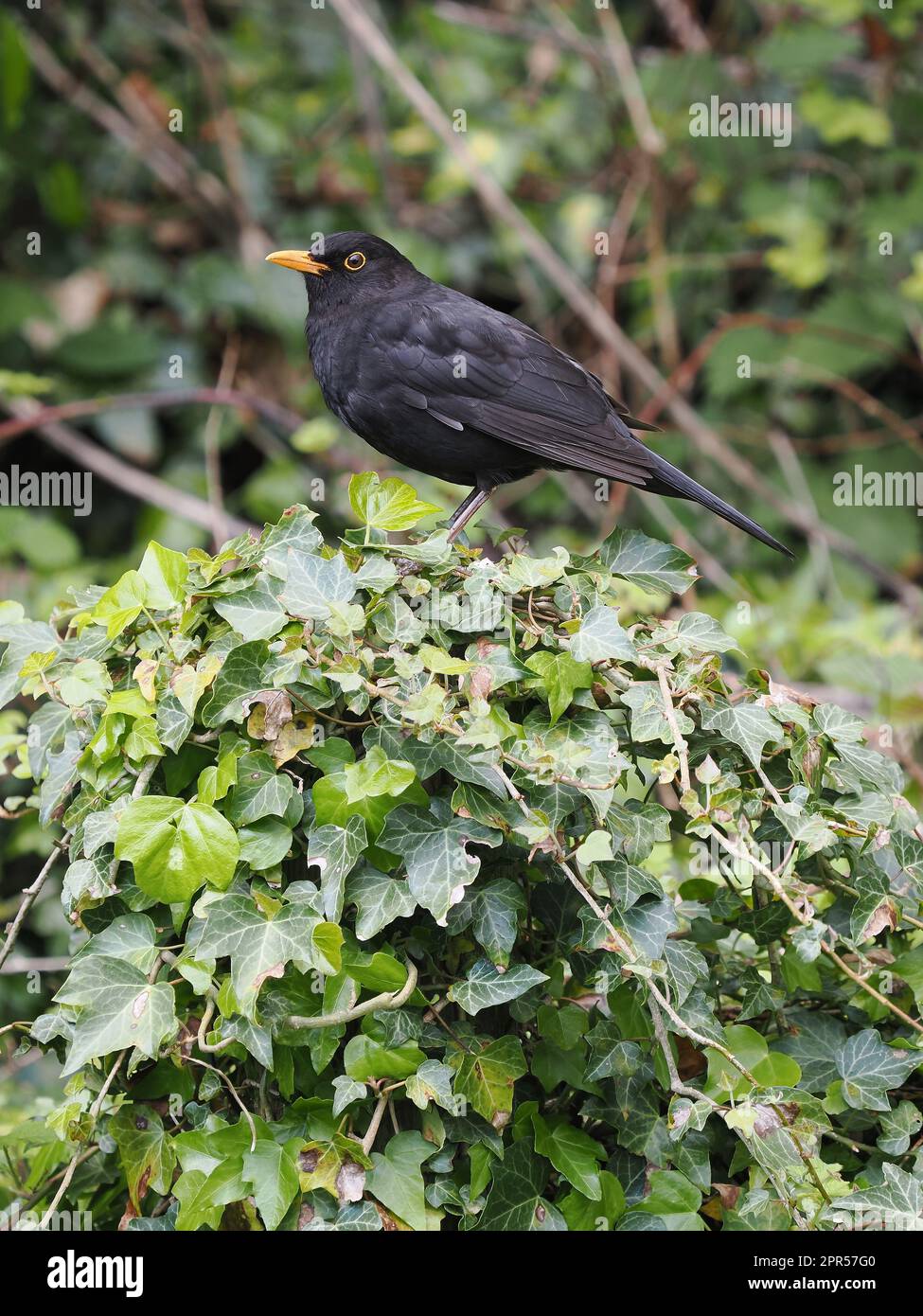 Schwarzvögel sind eine sehr verbreitete Art in den Gärten des Vereinigten Königreichs. Stockfoto