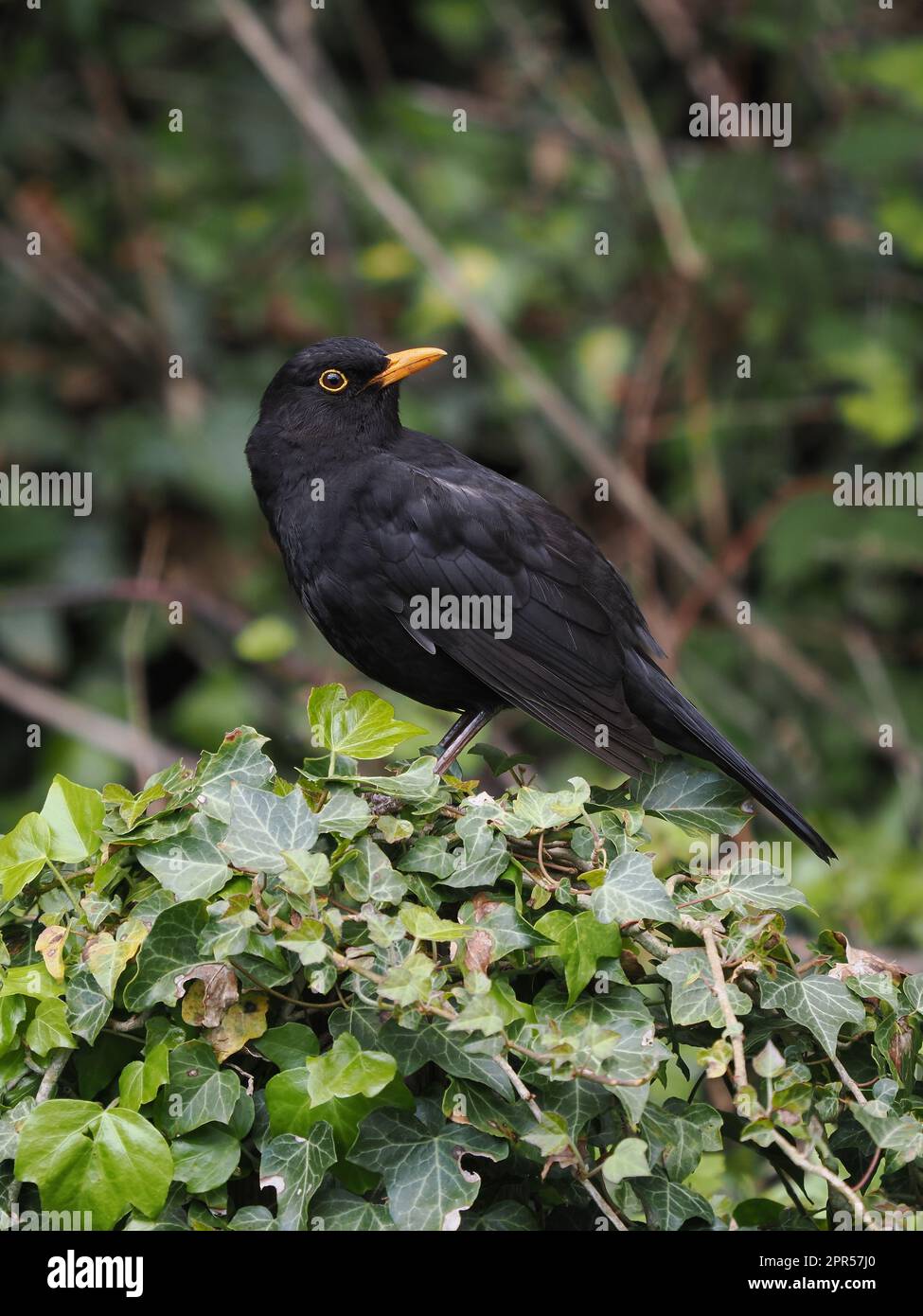 Schwarzvögel sind eine sehr verbreitete Art in den Gärten des Vereinigten Königreichs. Stockfoto