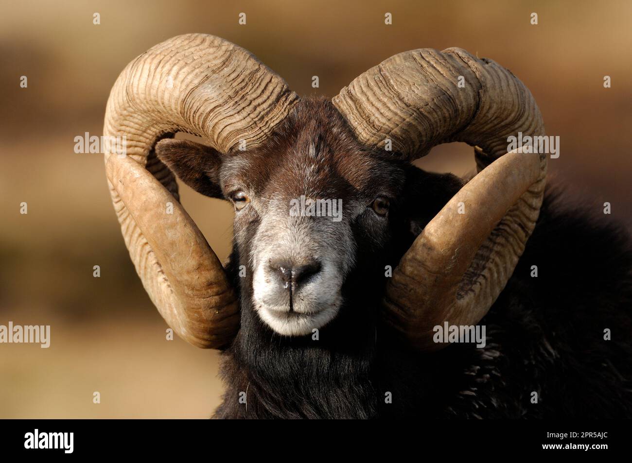 Soay Sheep (Ovis aries) RAM, Highland Wildlife Park, Speyside, Schottland, Februar 2008 Stockfoto