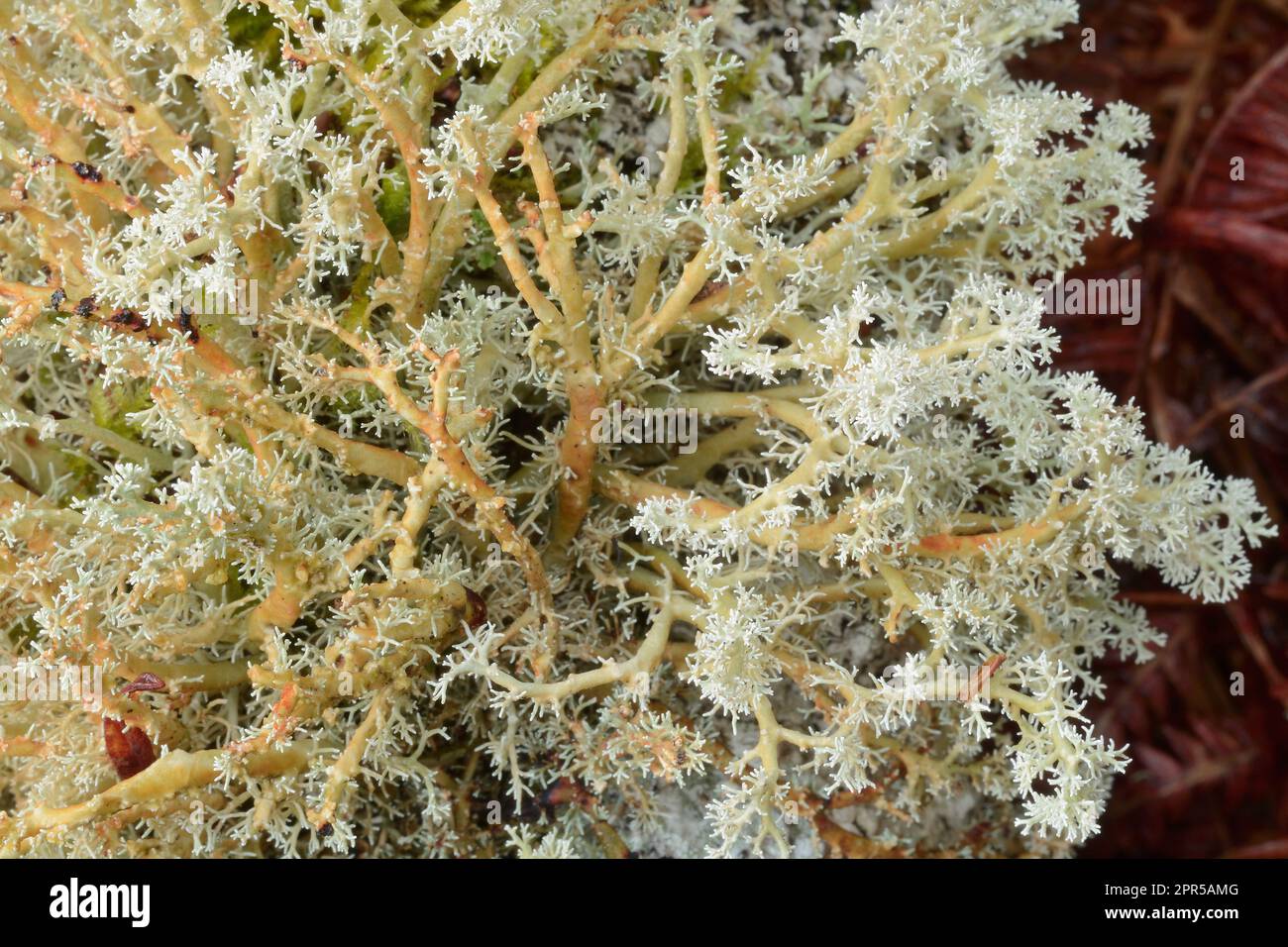 Coral Lichen / Globe Ball Lichen (Sphaerophorus globosus), ein Exemplar, das auf einem abgestorbenen Zweig eines Birkenbaums wächst. Stockfoto