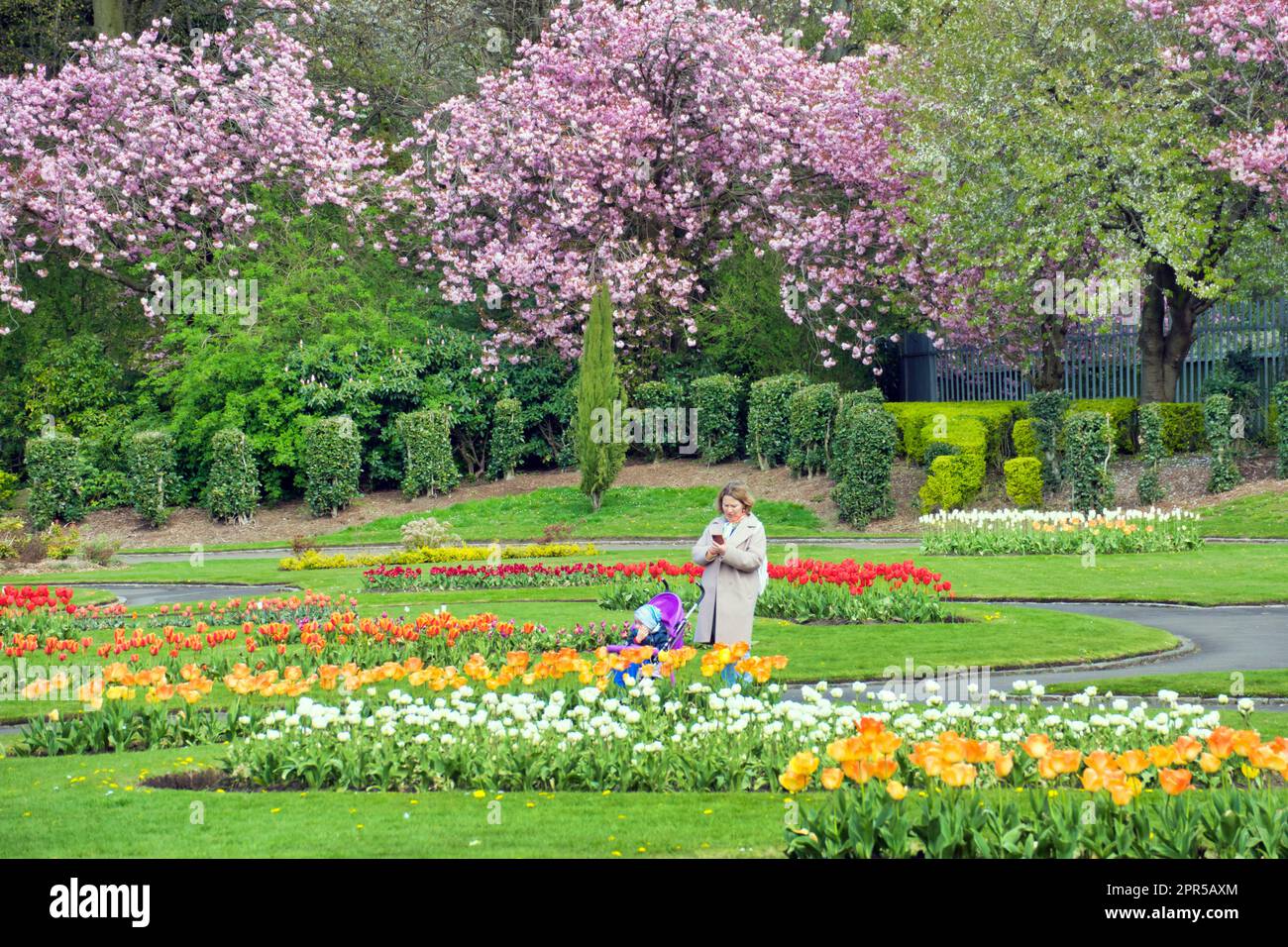 Glasgow, Schottland, UK 26., April 2023. UK Weather: Sonnige Kirschblüte und Blumen im Victoria-Park der Stadt am Westende Credit Gerard Ferry/Alamy Live News Stockfoto