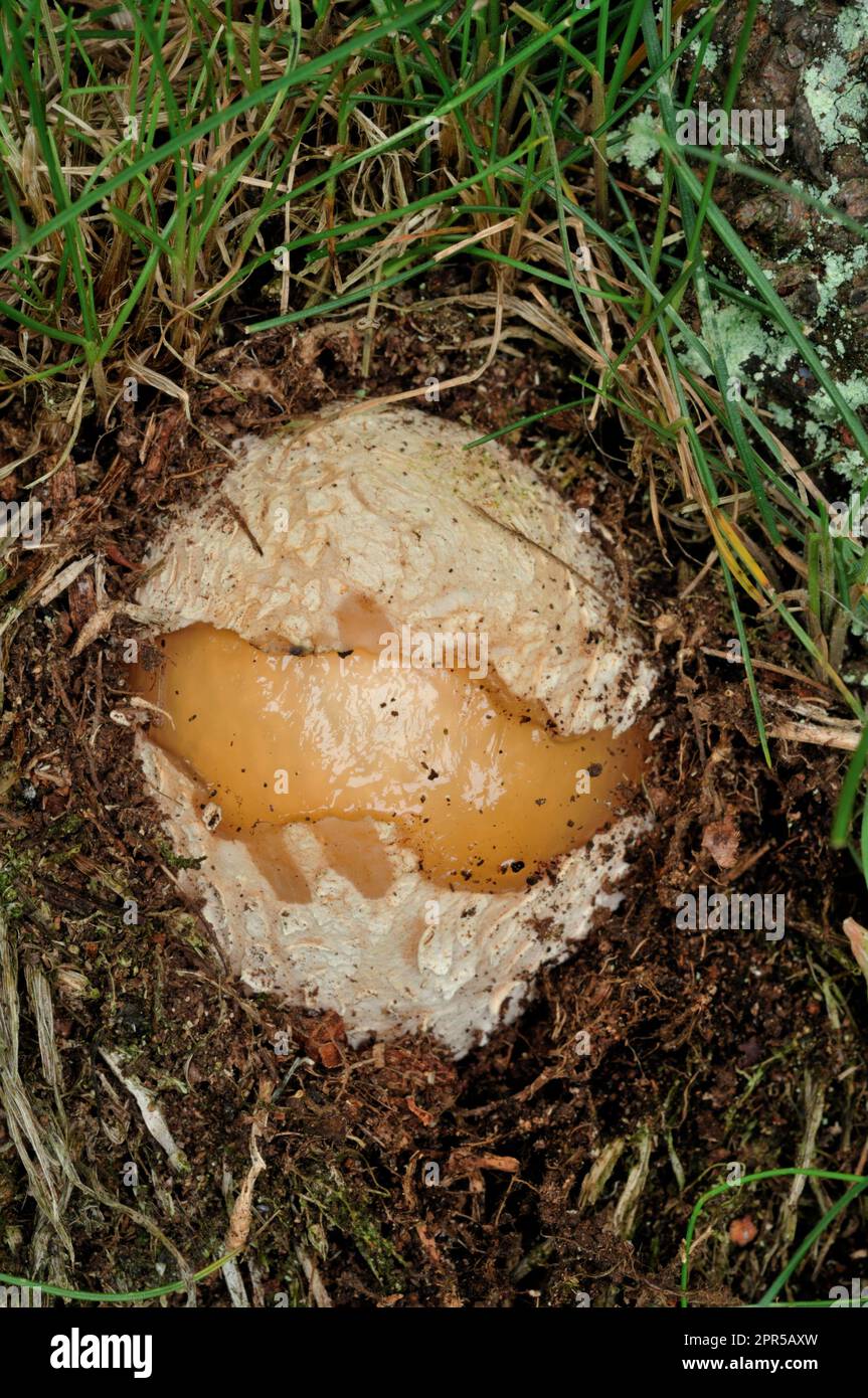 Stinkhornpilze (Phallus impudicus) unreife Pilze im Grasland Habitat, Northumberland, England, Juni 2008 Stockfoto