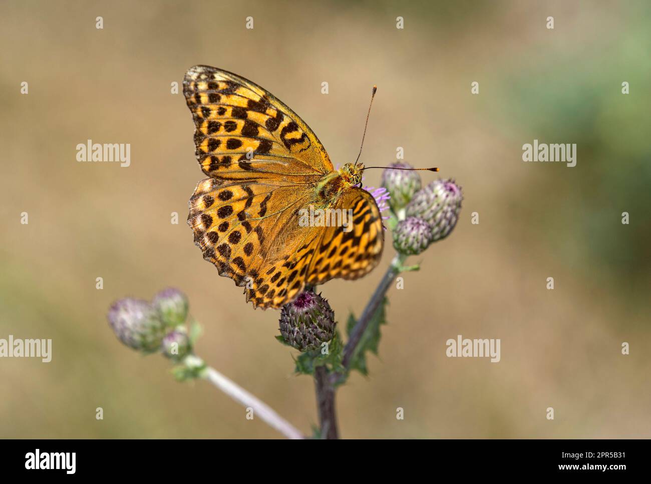 Silbergewaschener Butterfly (Argynnis Paphia), Ovronnaz, Wallis, Schweiz Stockfoto