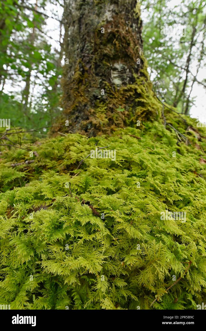 Gemeiner Tamarisk Moss (Thuidium tamariscinum), der am Fuße des Birkenbaums neben dem Besucherzentrum, Beinn Eighe NNR, Kinlochewe, Schottland, Mai 2022 Stockfoto