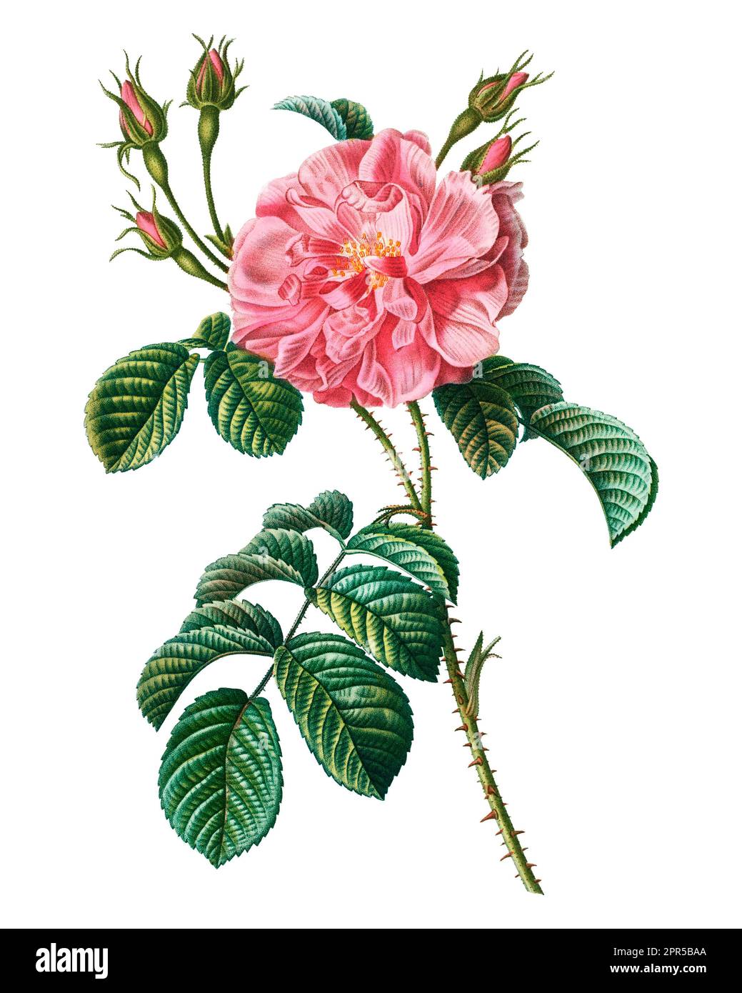 Eine leuchtend rosa Rose, die auf einem üppigen grünen Stamm und Laub blüht, mit einer exquisit rot-kehlenden Blume Stockfoto