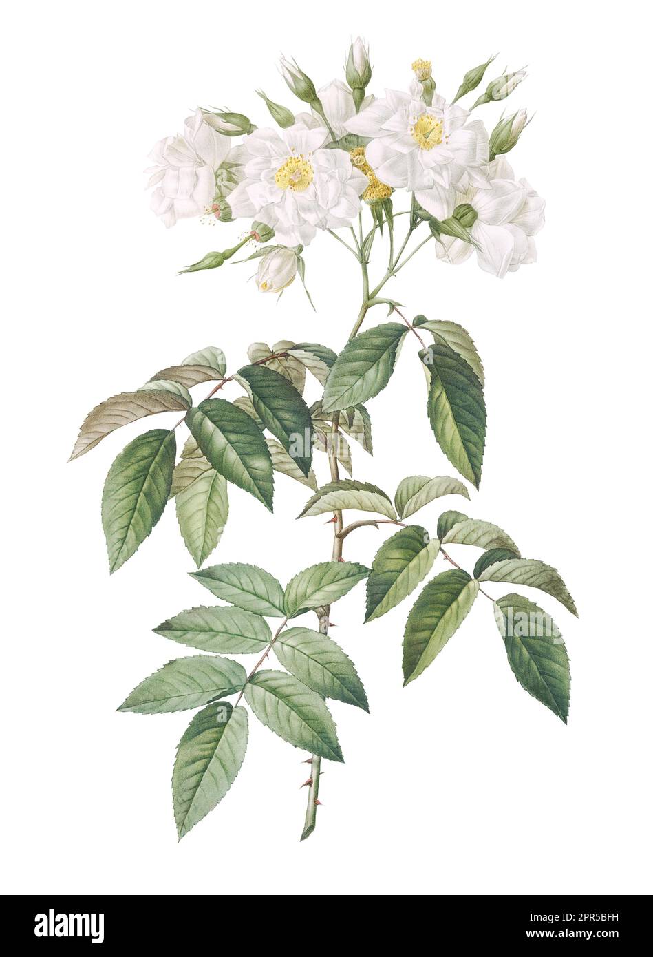 Ein Kunstdruck eines weißen Blumenstiels mit einem detaillierten und komplexen Muster aus Blütenblättern und Blättern Stockfoto