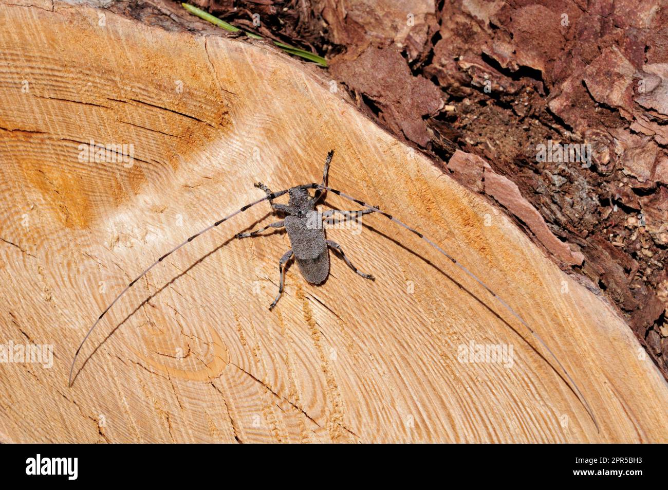 Timberman Beetle (Acanthocinus aedilis) on Dead scots Pine, Glen Affric NNR, Inverness-shire, Schottland, Mai 2009 Stockfoto