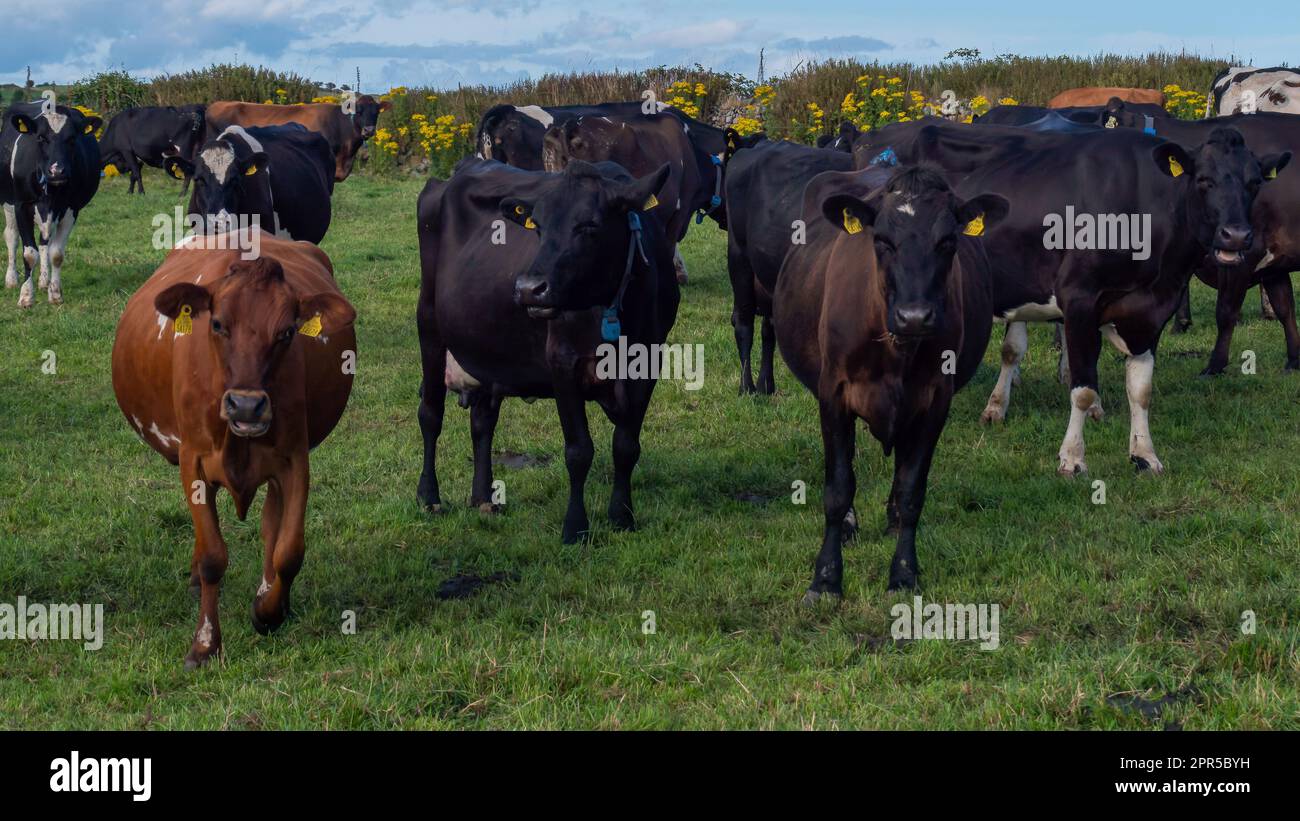 Ein paar hornlose Kühe auf der grünen Weide einer irischen Viehzucht an einem Sommerabend. Schwarze und braune Kühe auf grünem Feld Stockfoto