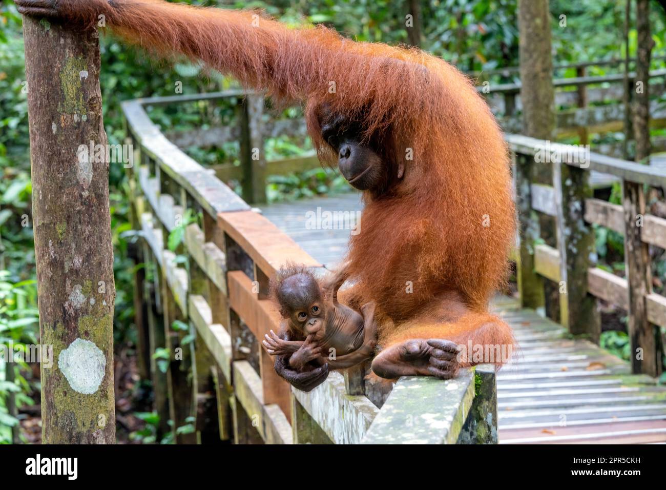 Mutter Orang-Utan mit verspieltem Jungen. Sepilok Orangutan Rehabilitation Center, Sandakan, Sabah, Borneo, Malaysia. Stockfoto