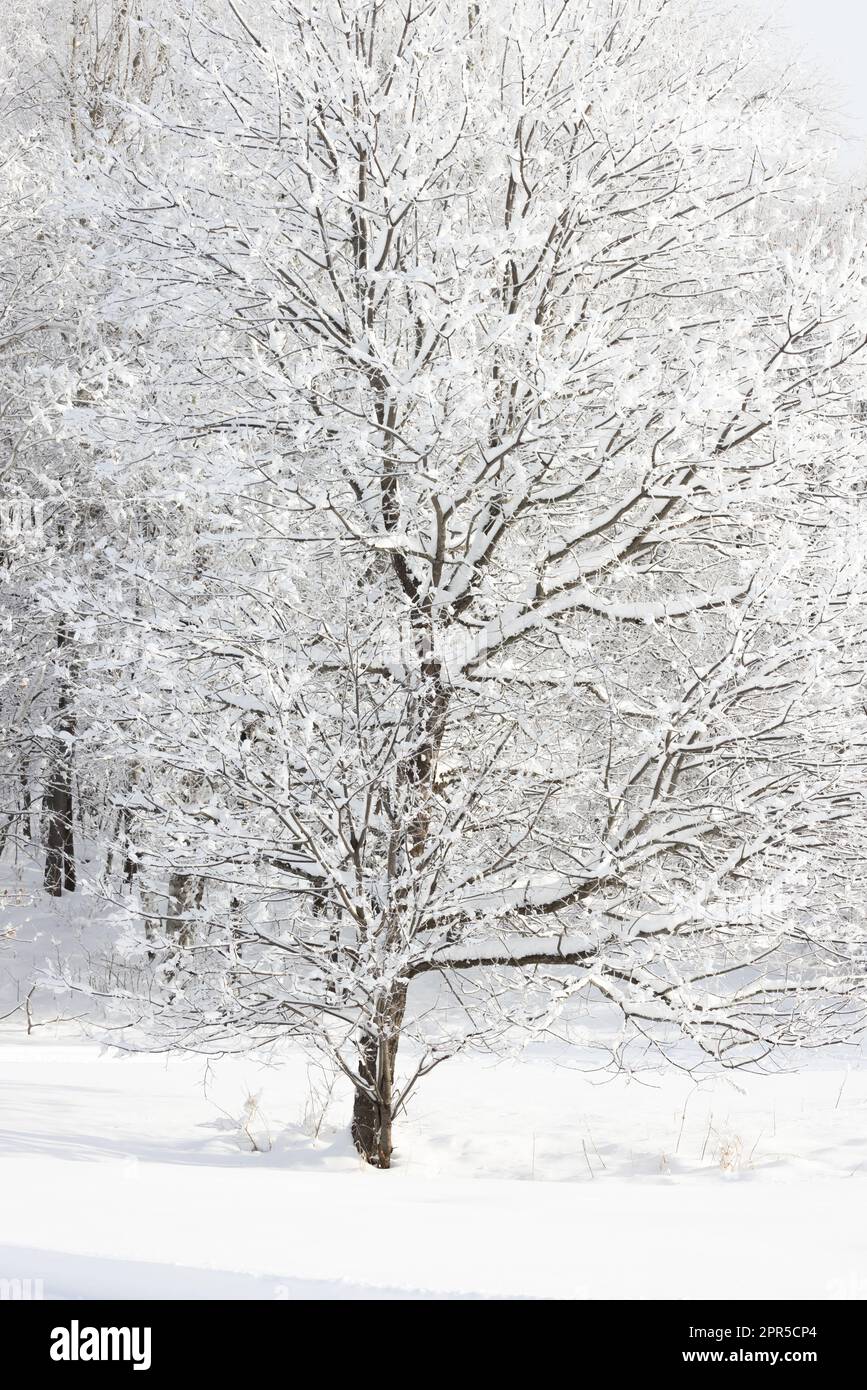 Ein schwarzer Kirschbaum im Norden von Wisconsin. Stockfoto