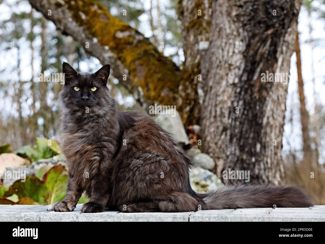 Norwegische Waldkatze, männlich, sitzt draußen im Garten Stockfoto