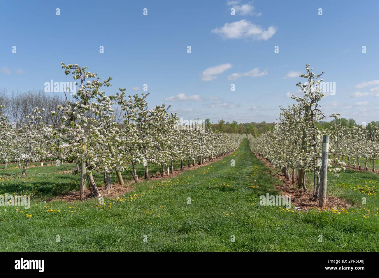 Wunderschöne Apfelbäume blühen im Frühling auf einem Obstgarten in Pennsylvania. Stockfoto