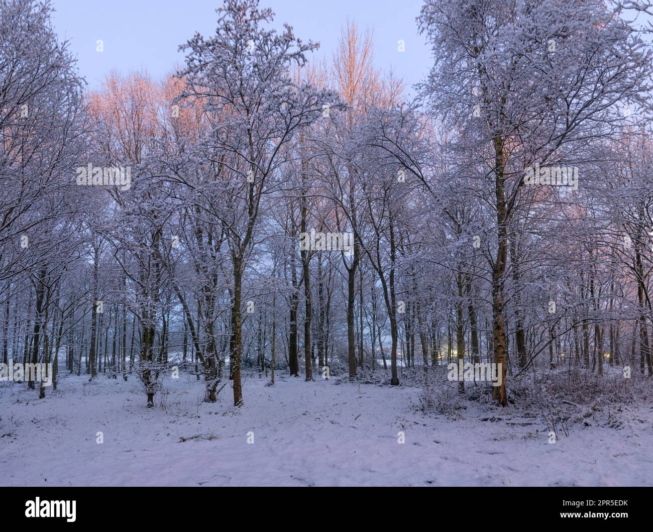 Winter in den Wäldern, Bäume in einem kleinen Wald nach Schnee, mit einem kleinen Nachmittagssonnenlicht, das die Baumspitzen an einem kalten Tag fängt. Stockfoto