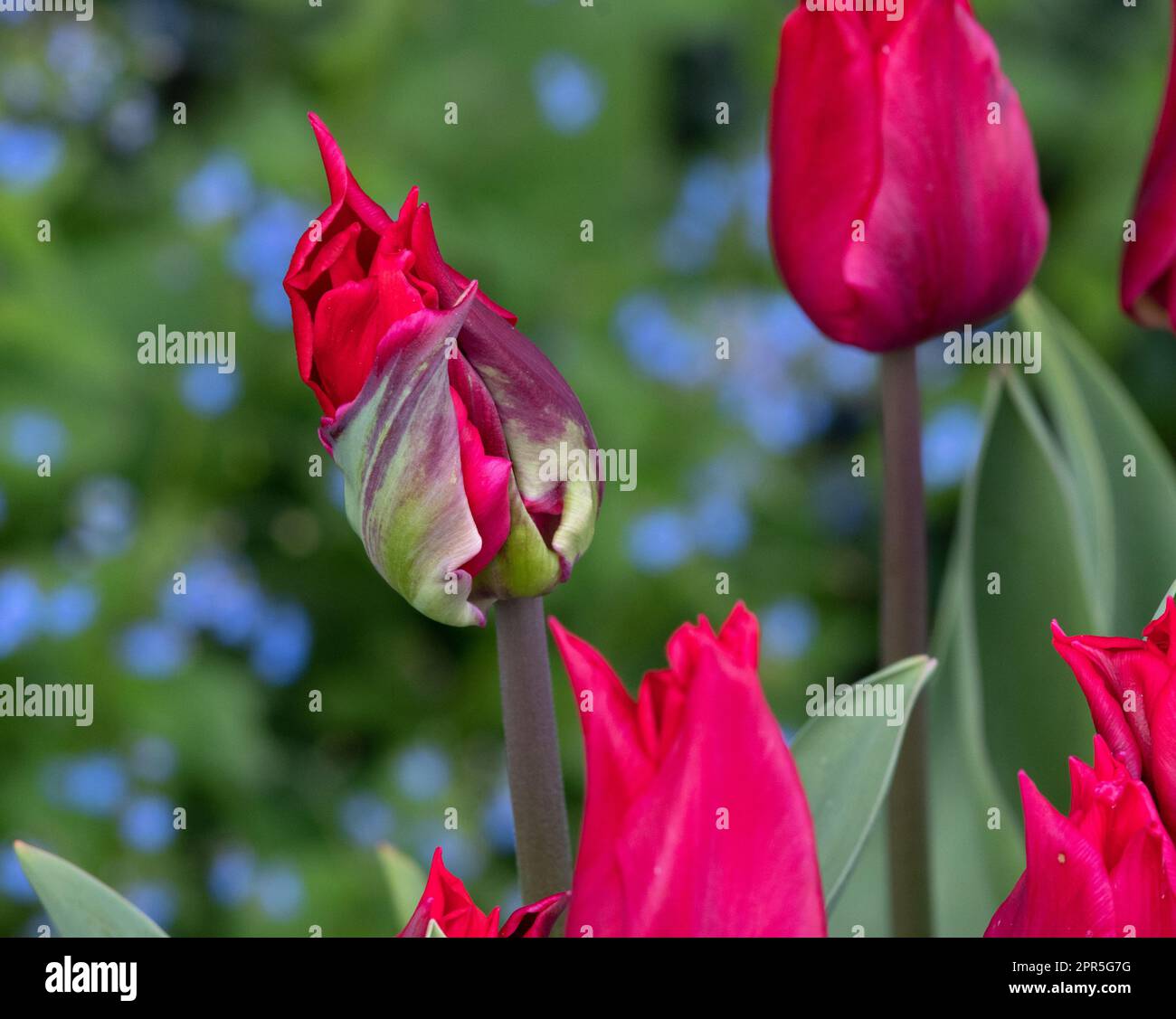 Tulipa "Pretty Woman" Stockfoto
