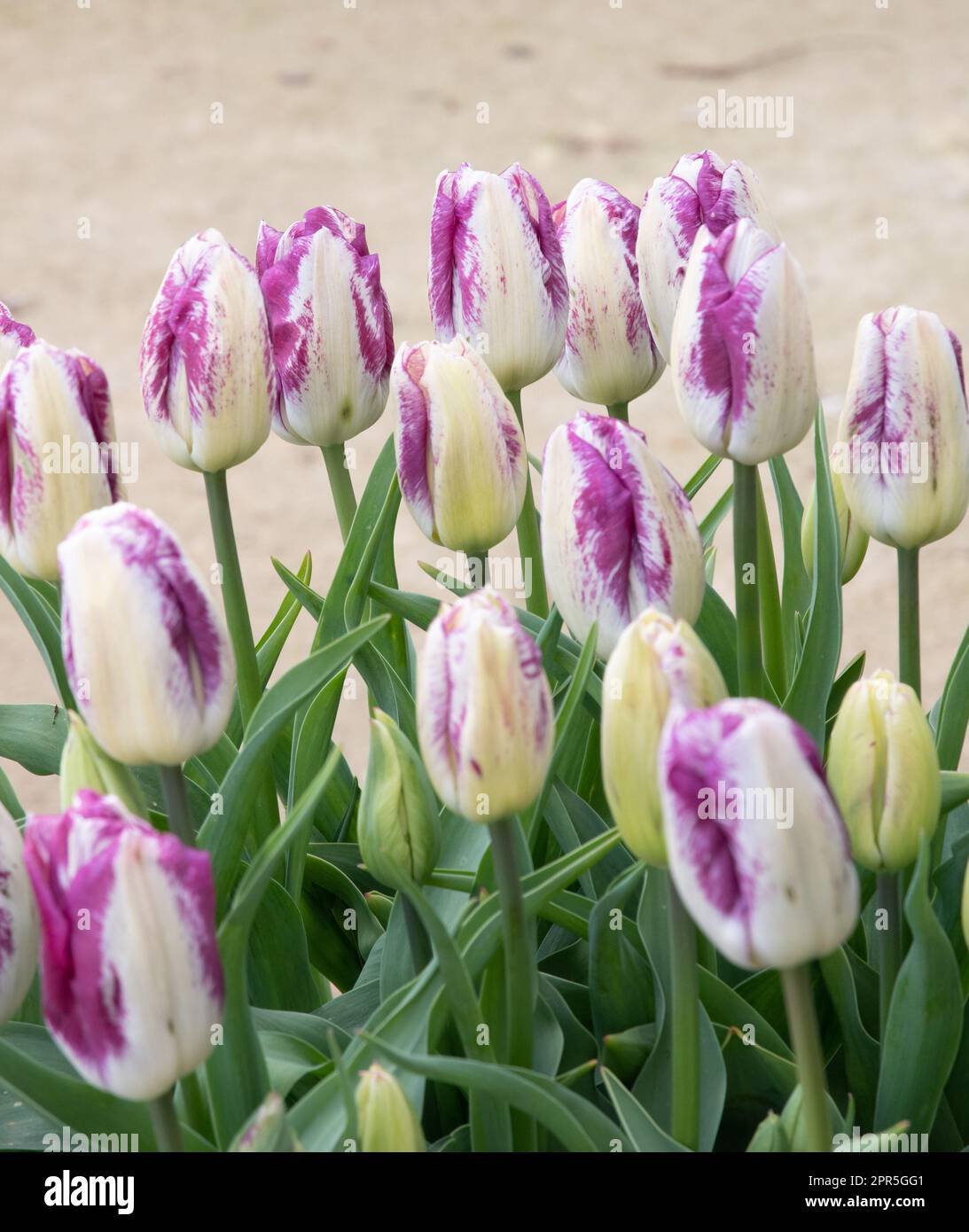 Tulpenneugier Stockfoto