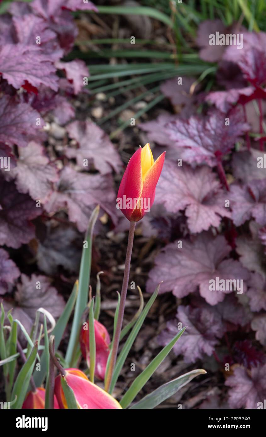 Tulipa Clusiana var. chrysantha Stockfoto