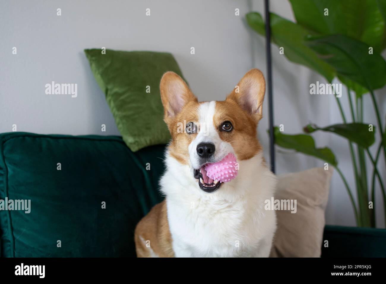 Porträt des wunderschönen walisischen Pembroke Corgi mit einem pinkfarbenen Spielzeug im Mund. Hund mit Spielzeug, der auf einer grünen Couch sitzt Stockfoto