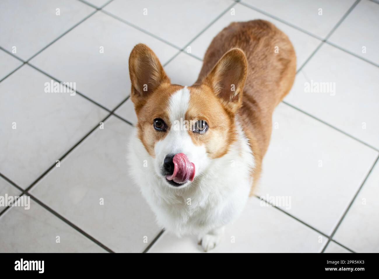 Der süße walisische Pembroke Corgi leckt sich die Nase. Hund mit ausgestreckter Zunge. Die Zunge ragt heraus. Stockfoto
