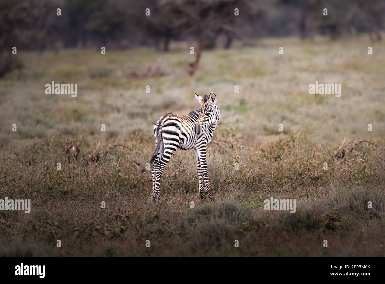 Süßes wildes Zebrababy, Fohlen, in der Savanne im Serengeti-Nationalpark, Tansania, Afrika Stockfoto