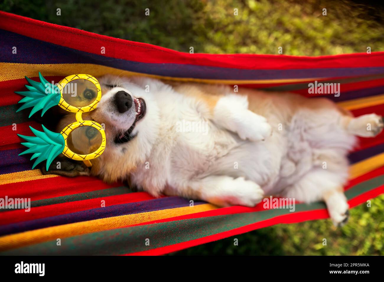 - Süßer Corgi-Hund Hündchen liegt an einem heißen Sommertag in einer Hängematte und genießt es zu entspannen Stockfoto